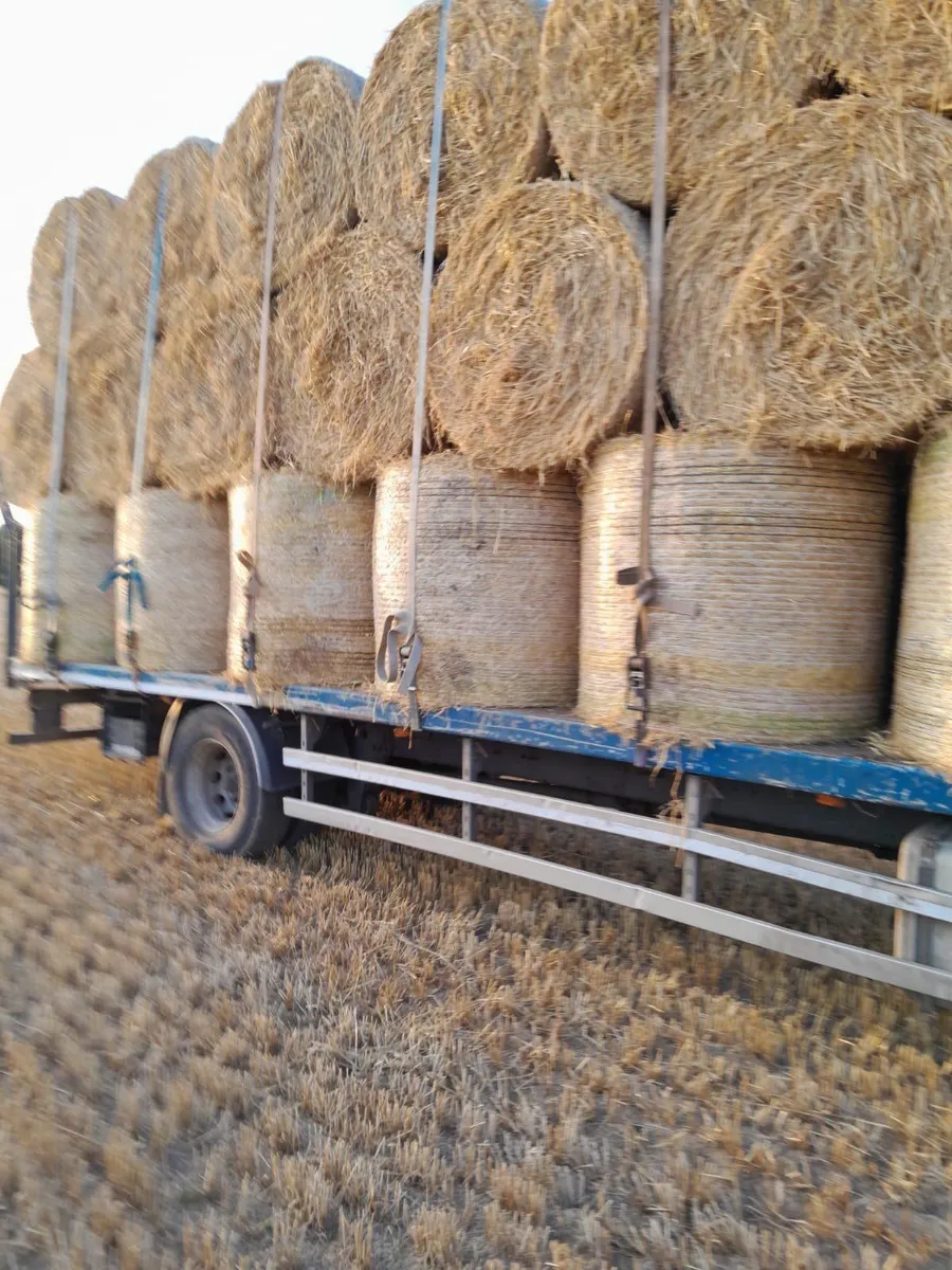 Top Quality Hay just baled and Straw - Image 1