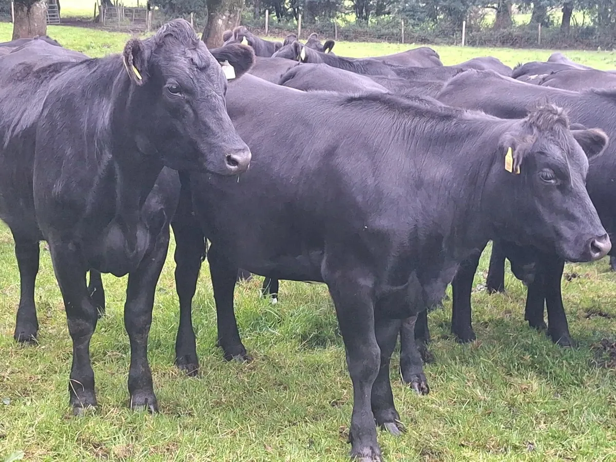 Aberdeen Angus for sale at Tuam Mart Mon 8th Sept - Image 2