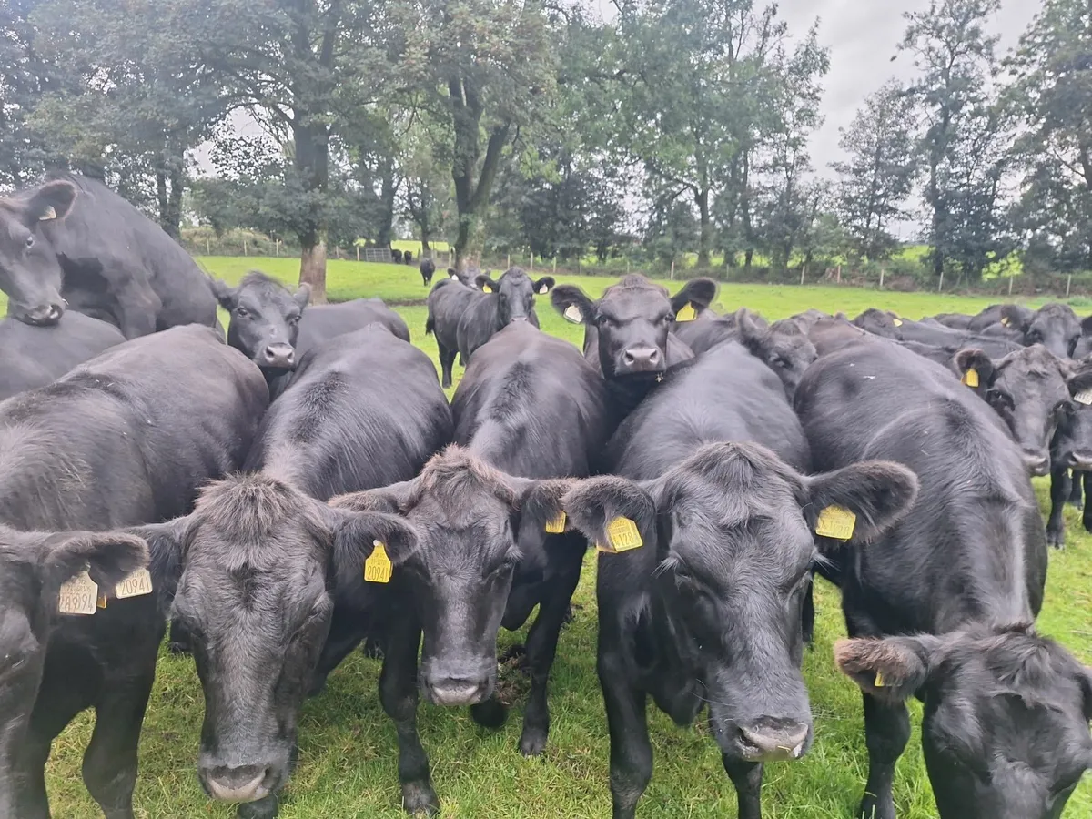 Aberdeen Angus for sale at Tuam Mart Mon 8th Sept - Image 1