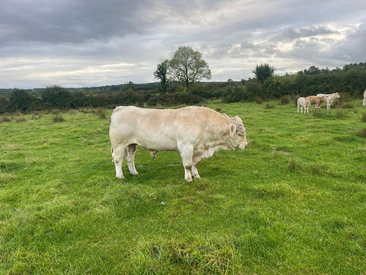 CF52 Charolais Bull - Image 1