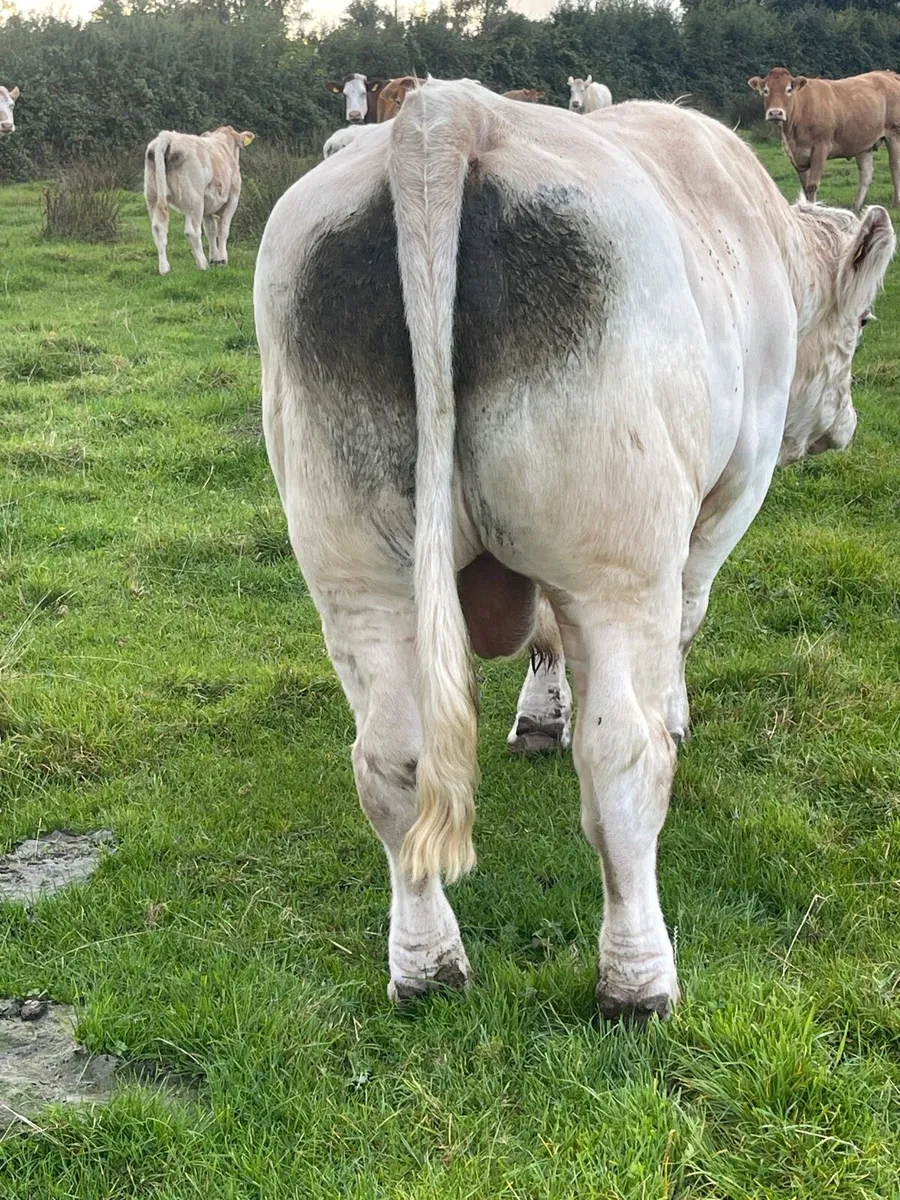 CF52 Charolais Bull - Image 3