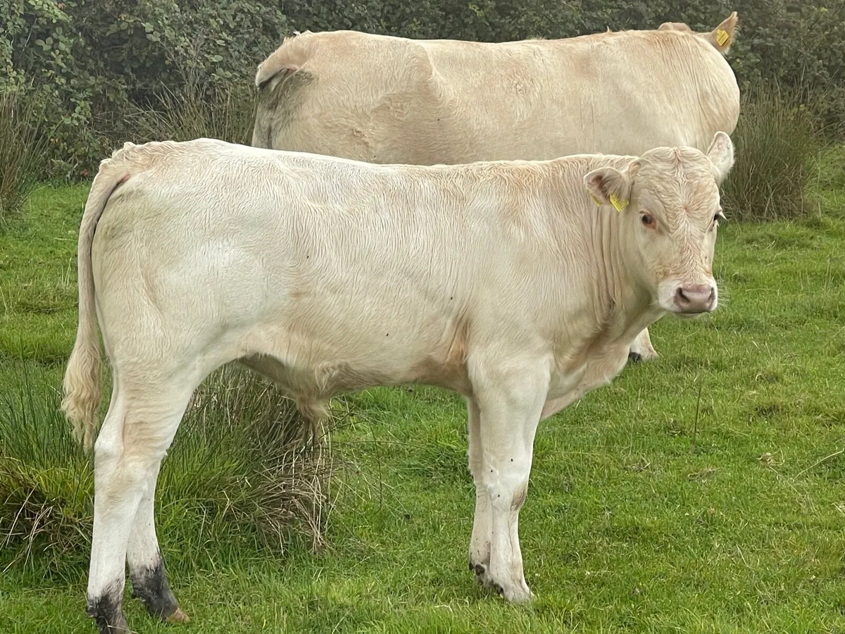 CF52 Charolais Bull - Image 4