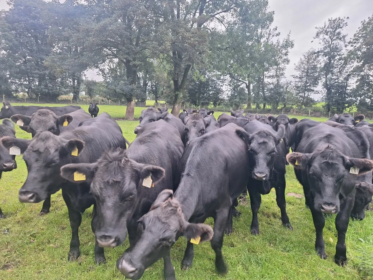 Aberdeen Angus for sale at Tuam Mart Mon 8th Sept - Image 3