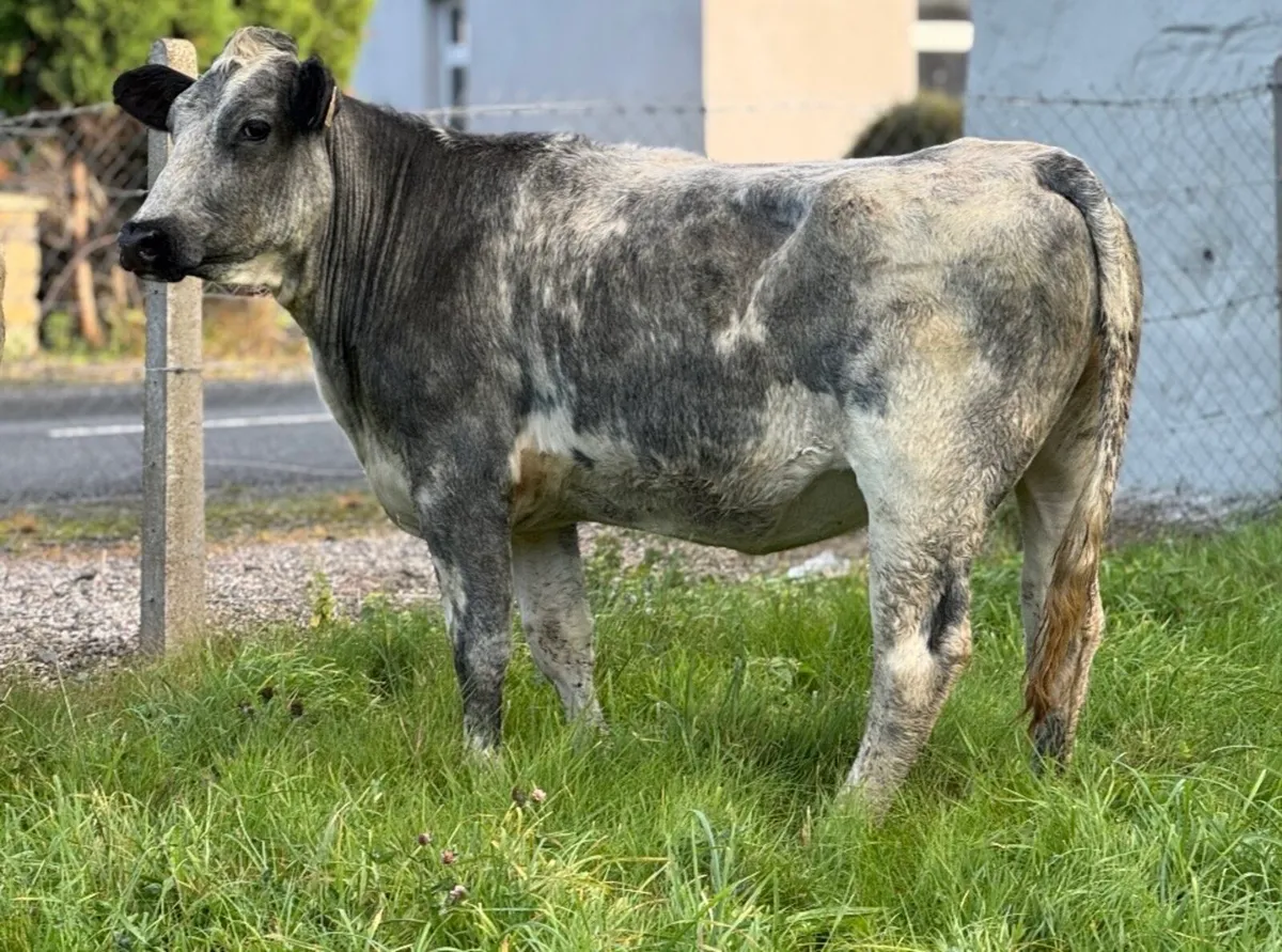 ⭐️3 Quality Continental breeding Heifers⭐️ - Image 2