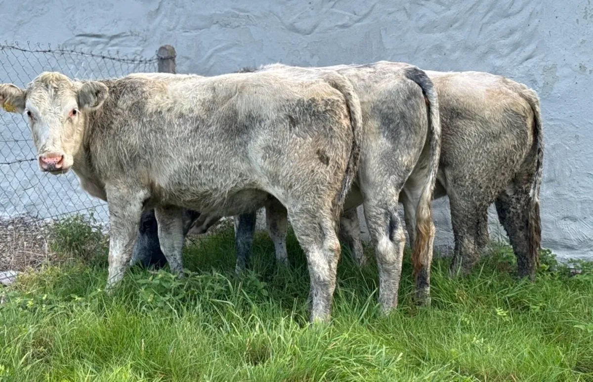 ⭐️3 Quality Continental breeding Heifers⭐️ - Image 3