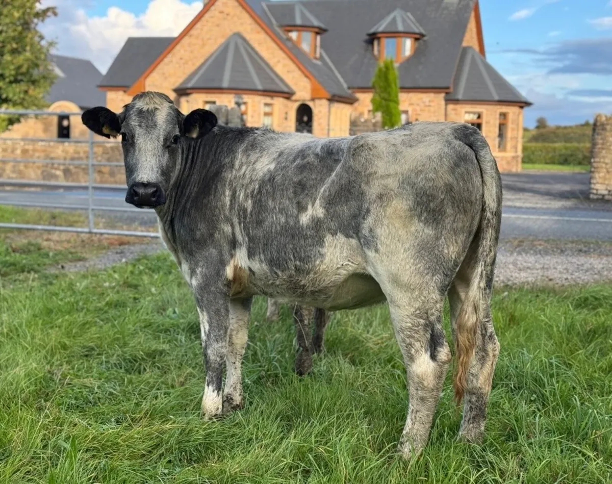 ⭐️3 Quality Continental breeding Heifers⭐️ - Image 1
