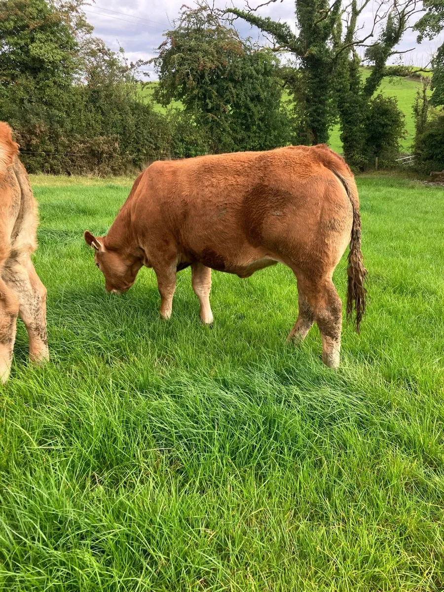 Pedigree Limousin maiden heifer - Image 1