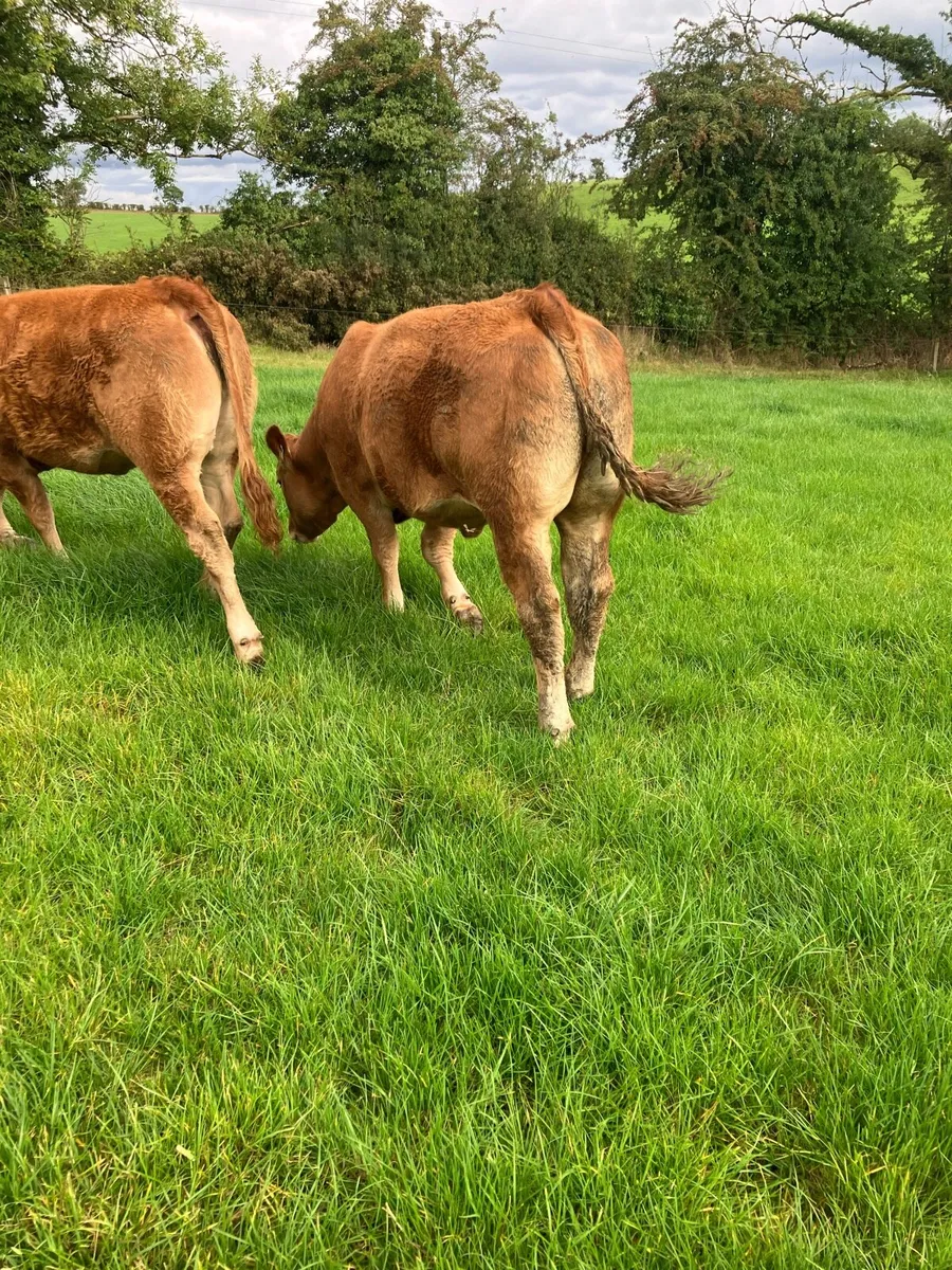 Pedigree Limousin maiden heifer - Image 3