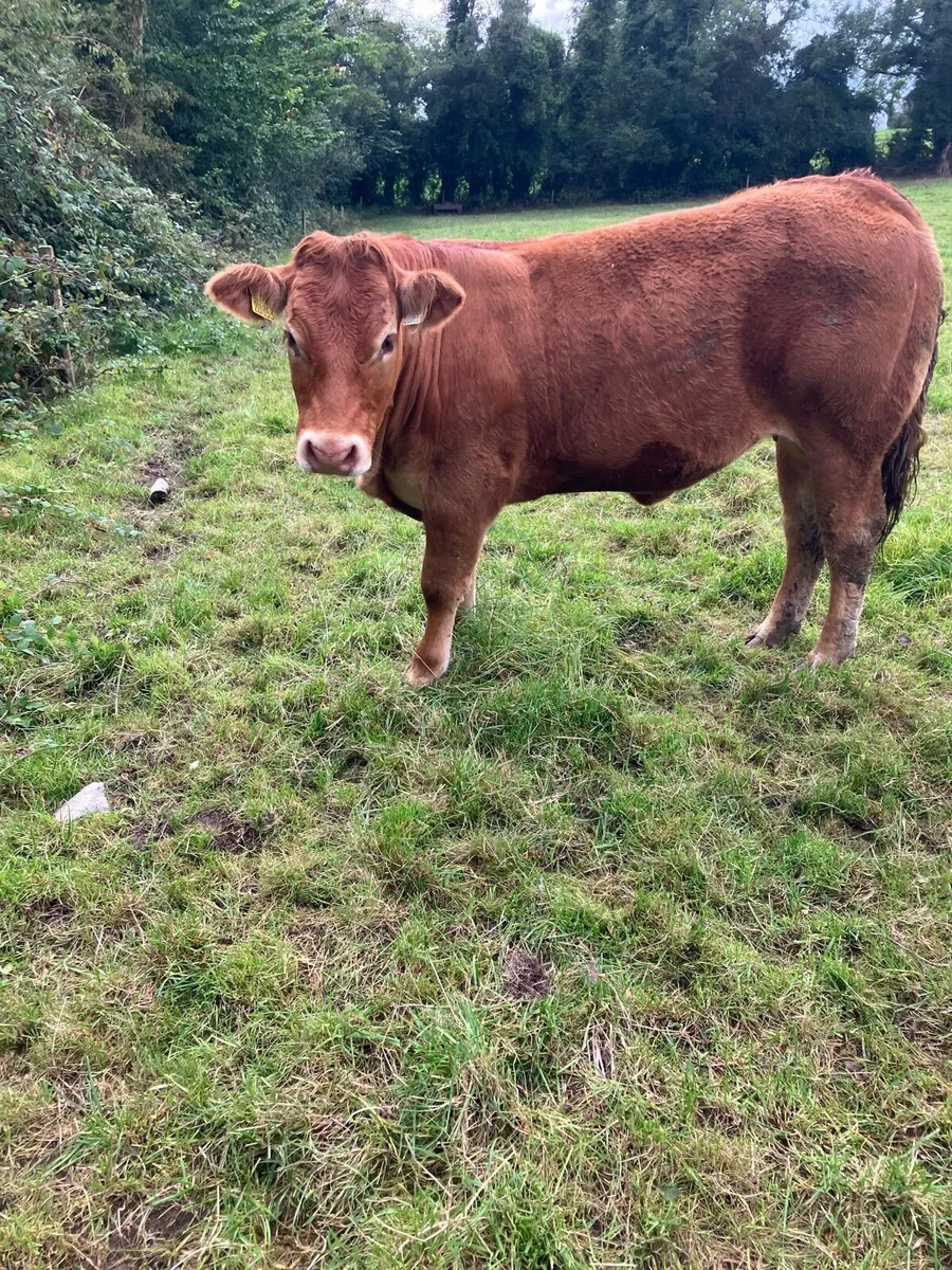 Pedigree Limousin maiden heifer - Image 4