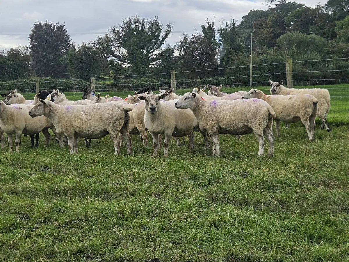 DISPERSAL SALE BALLINROBE MART 05/09/25 - Image 1