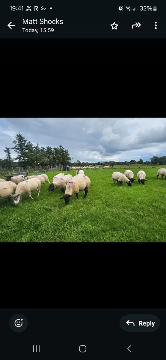 DISPERSAL SALE BALLINROBE MART 05/09/25 - Image 2