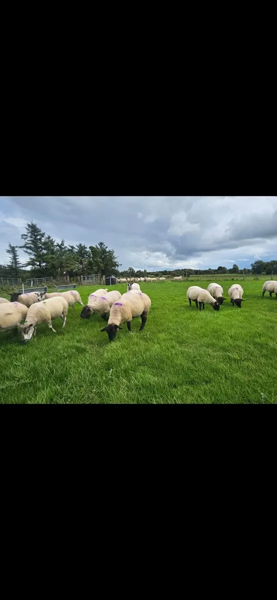 DISPERSAL SALE BALLINROBE MART 05/09/25 - Image 3