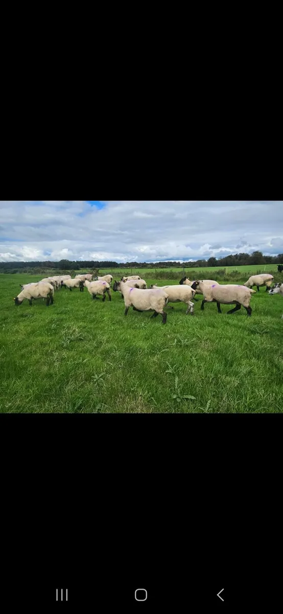 DISPERSAL SALE BALLINROBE MART 05/09/25 - Image 4