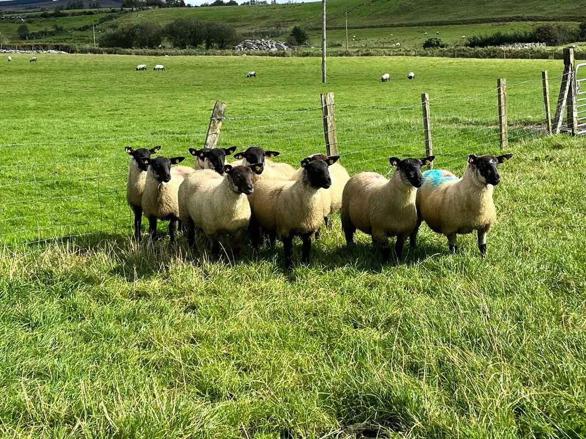 Suffolk X ewes lambs - Image 2