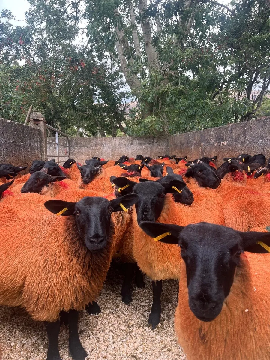 40 Suffolk ewe lambs - Image 2