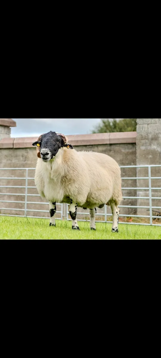 Organic sheep - Image 2