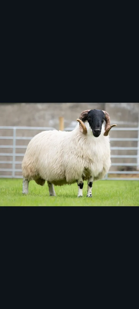 Organic sheep - Image 3