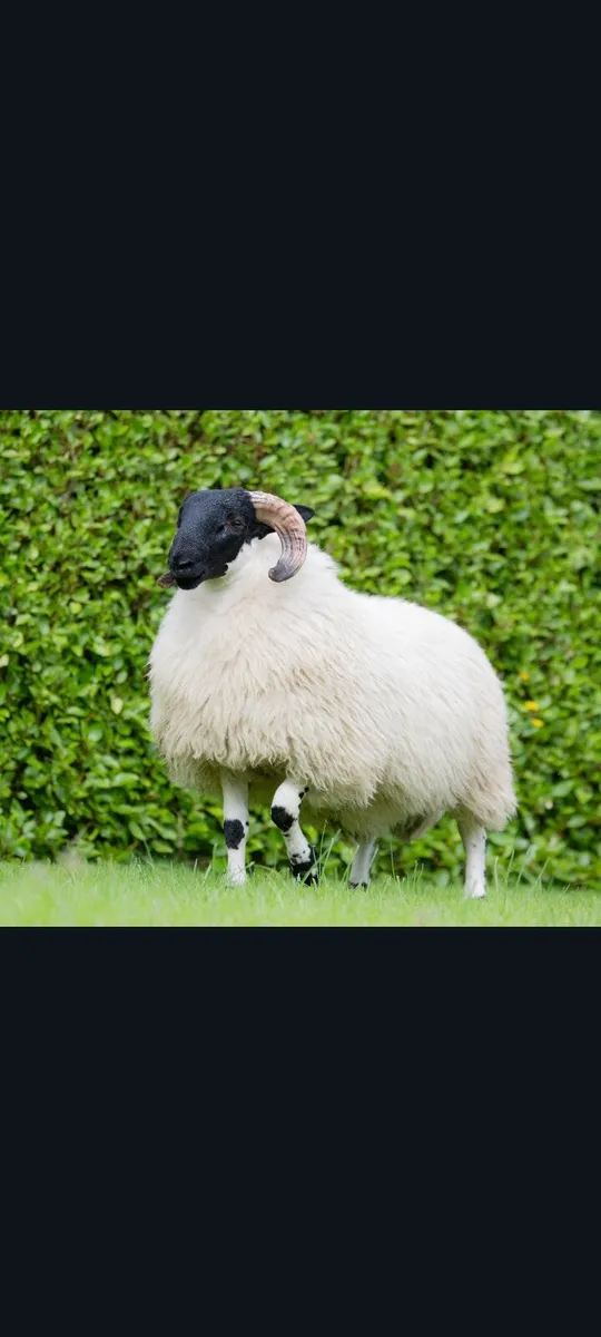 Organic sheep - Image 4