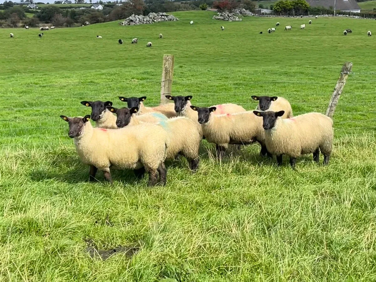 Suffolk X ewes lambs - Image 1