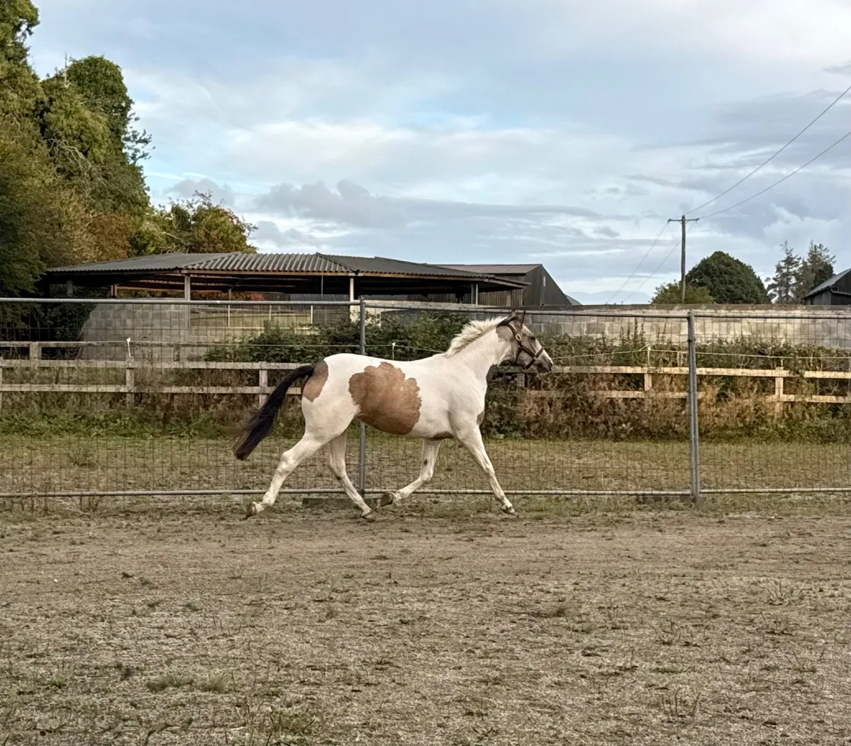 Athletic, Attractive 3yr old - Image 3