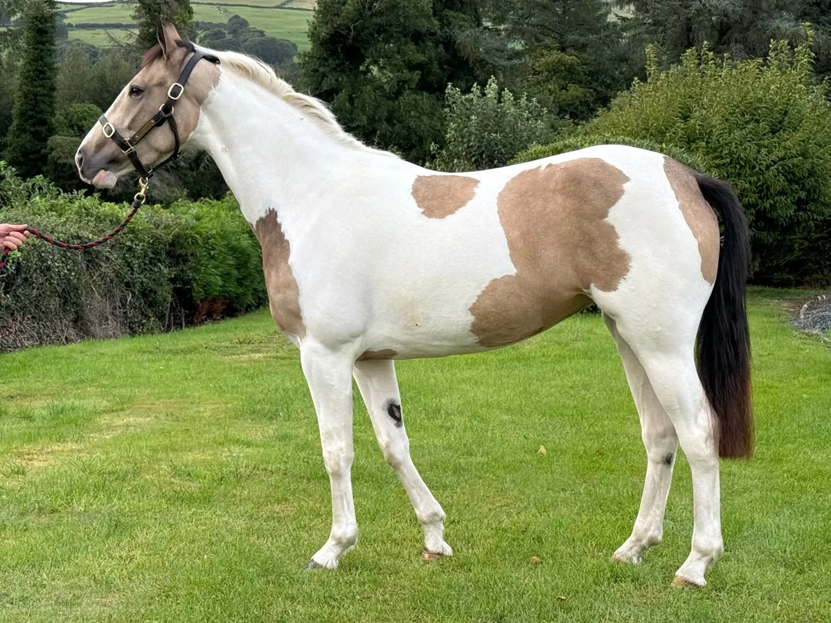 Athletic, Attractive 3yr old - Image 1