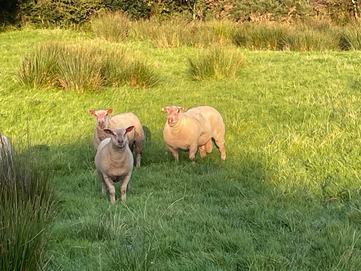 Sheep - Image 1