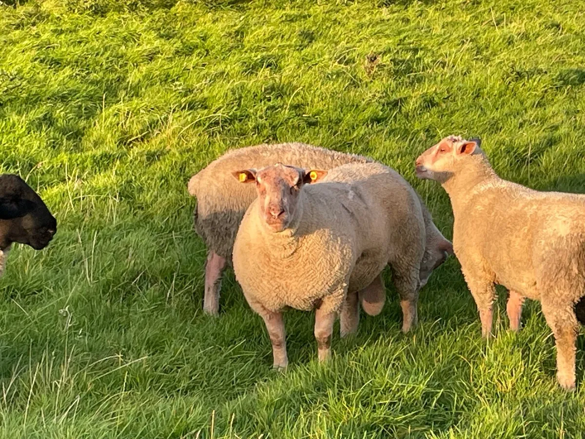 Sheep - Image 3