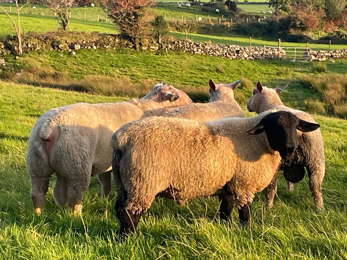 Sheep - Image 4