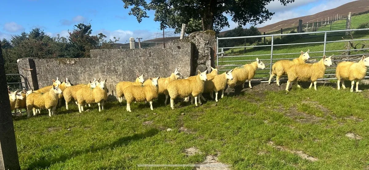 P.B.N.R North Country Cheviot Ewe Lambs - Image 1