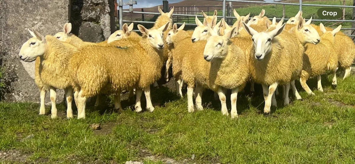 P.B.N.R North Country Cheviot Ewe Lambs - Image 2