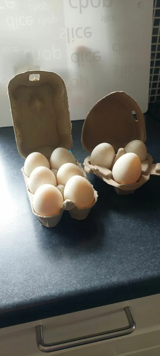 Duck Eggs - Image 2