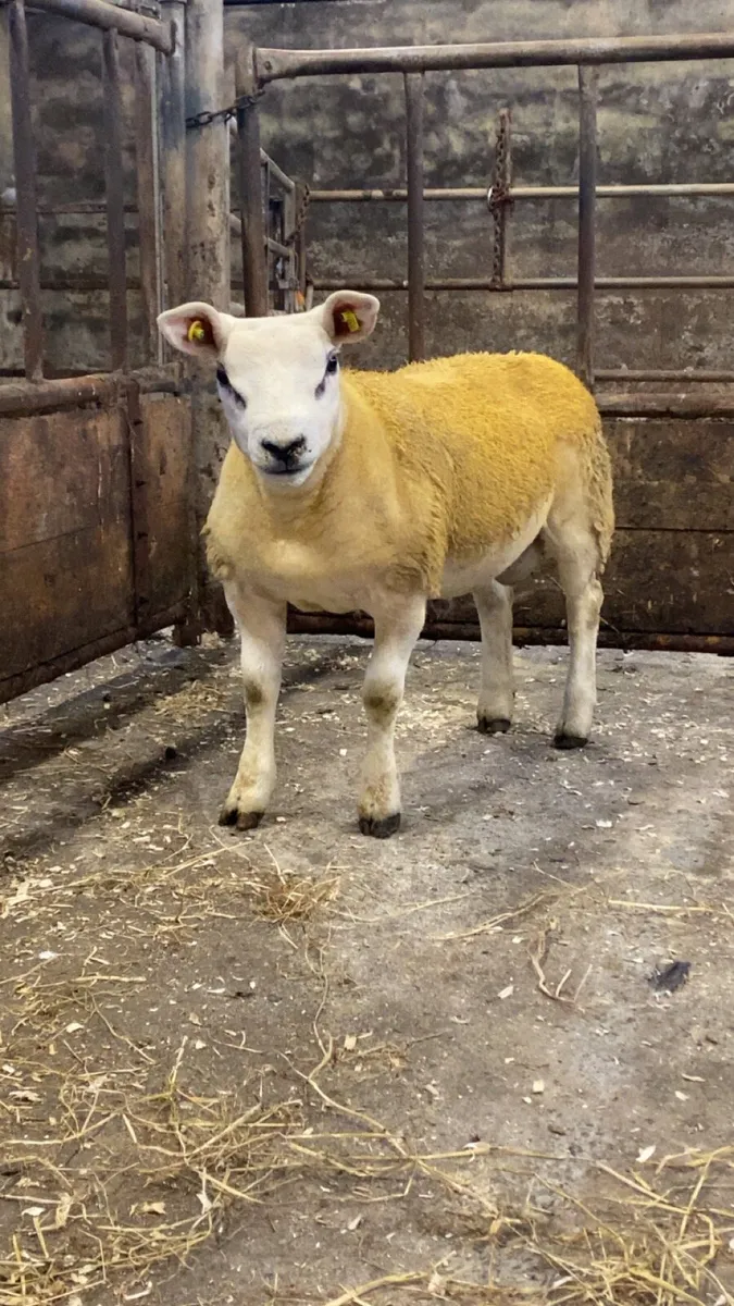 ✅S.I.S TEXEL RAM LAMB ✅ - Image 1