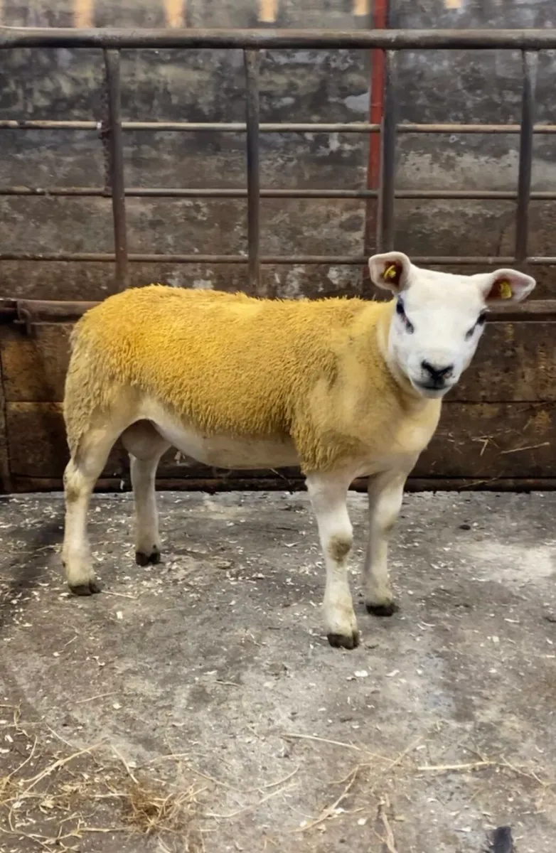 ✅S.I.S TEXEL RAM LAMB ✅ - Image 2