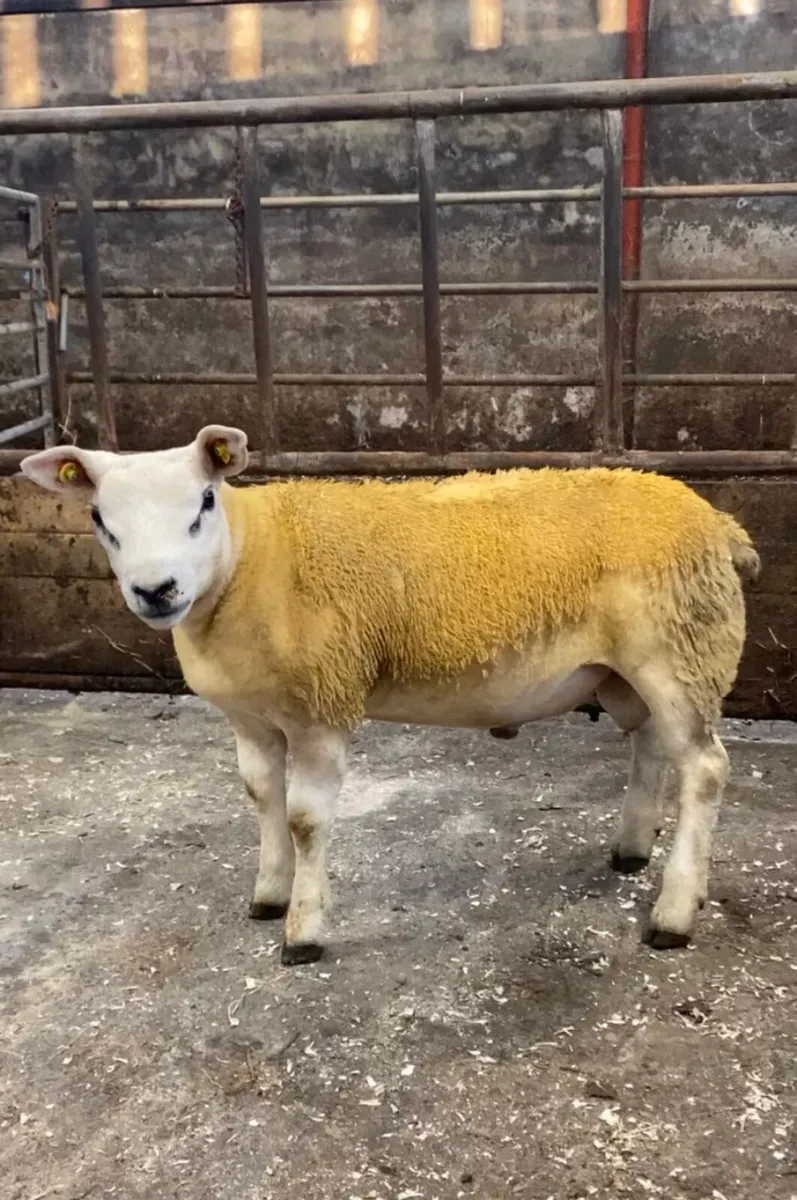 ✅S.I.S TEXEL RAM LAMB ✅ - Image 3