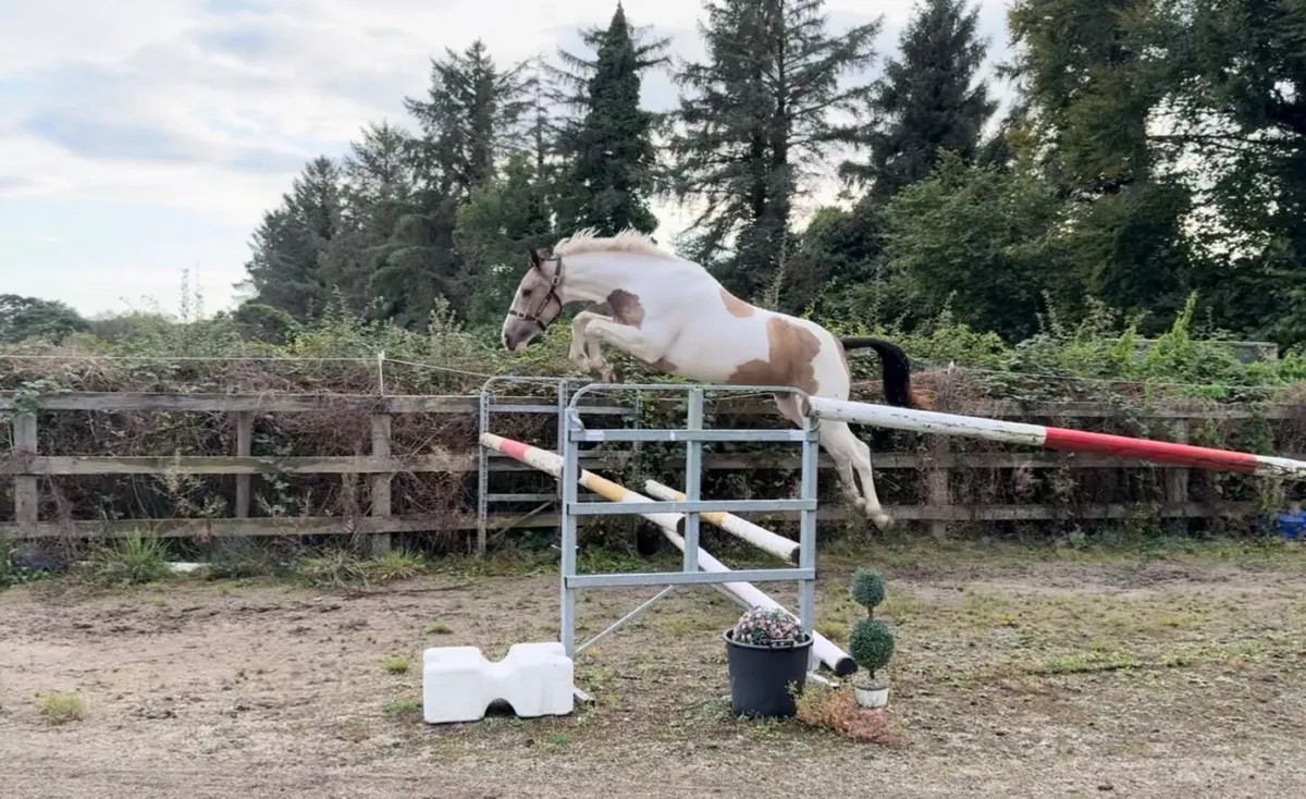 Athletic, Attractive 3yr old - Image 4
