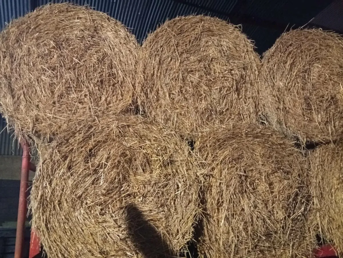 Barley straw