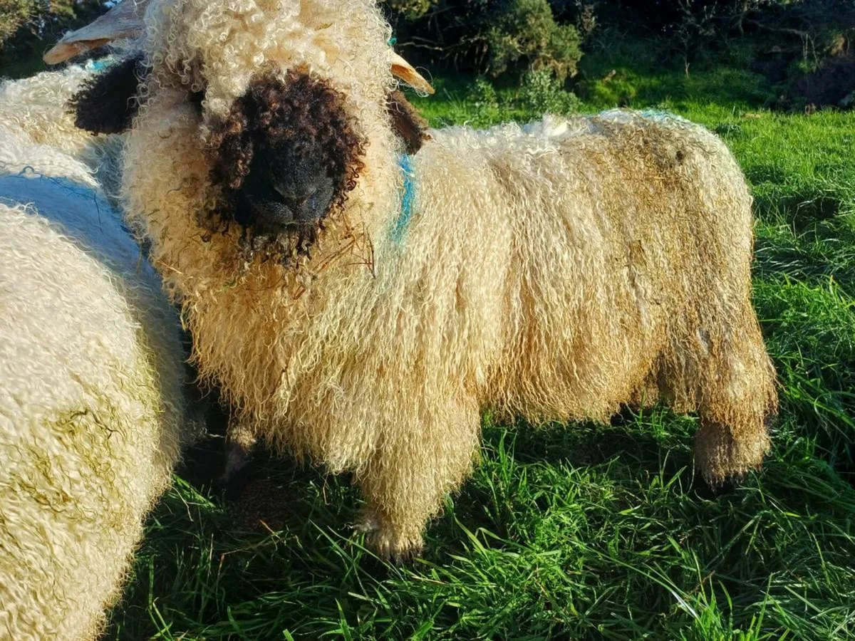 Valais blacknose ram lambs - Image 1