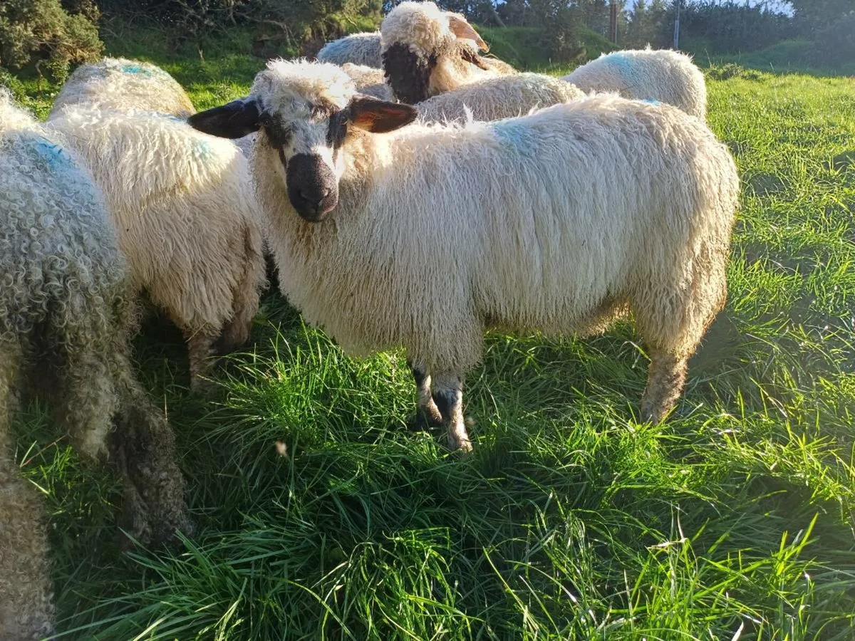Valais blacknose ram lambs - Image 2