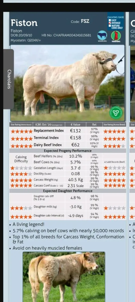 CH bull straws (FSZ)