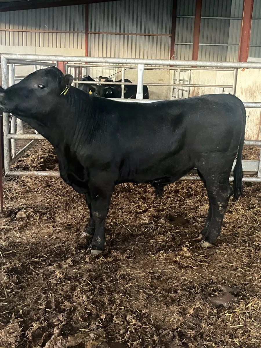 Pedigree Angus Bull - Image 3
