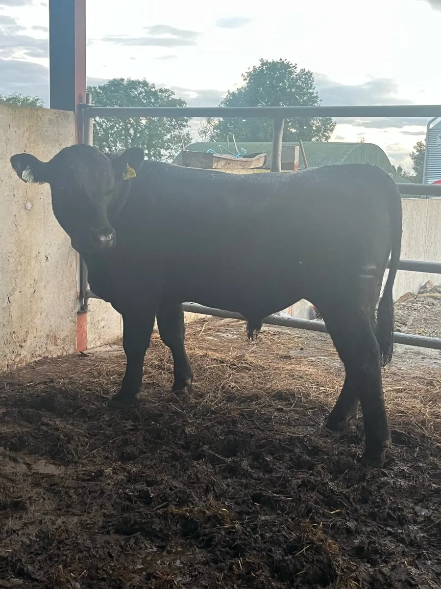 Pedigree Angus Bull - Image 4