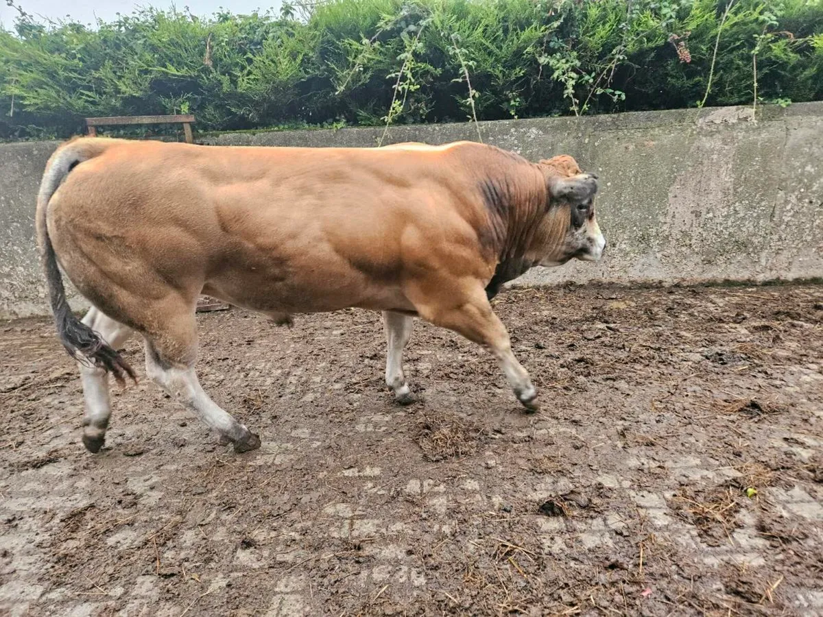 Parthenaise bull - Image 3