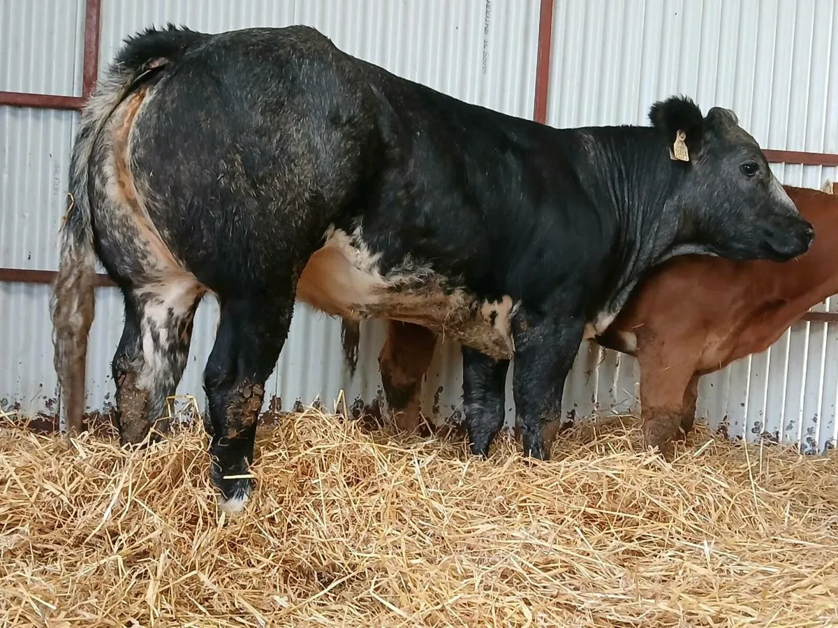 🌟 2 Outstanding Blue Heifers 🌟 - Image 2