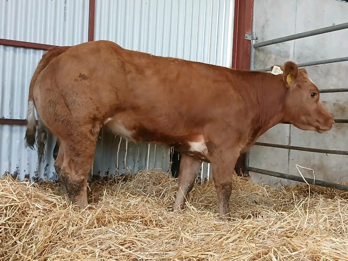 🌟 2 Outstanding Blue Heifers 🌟 - Image 3