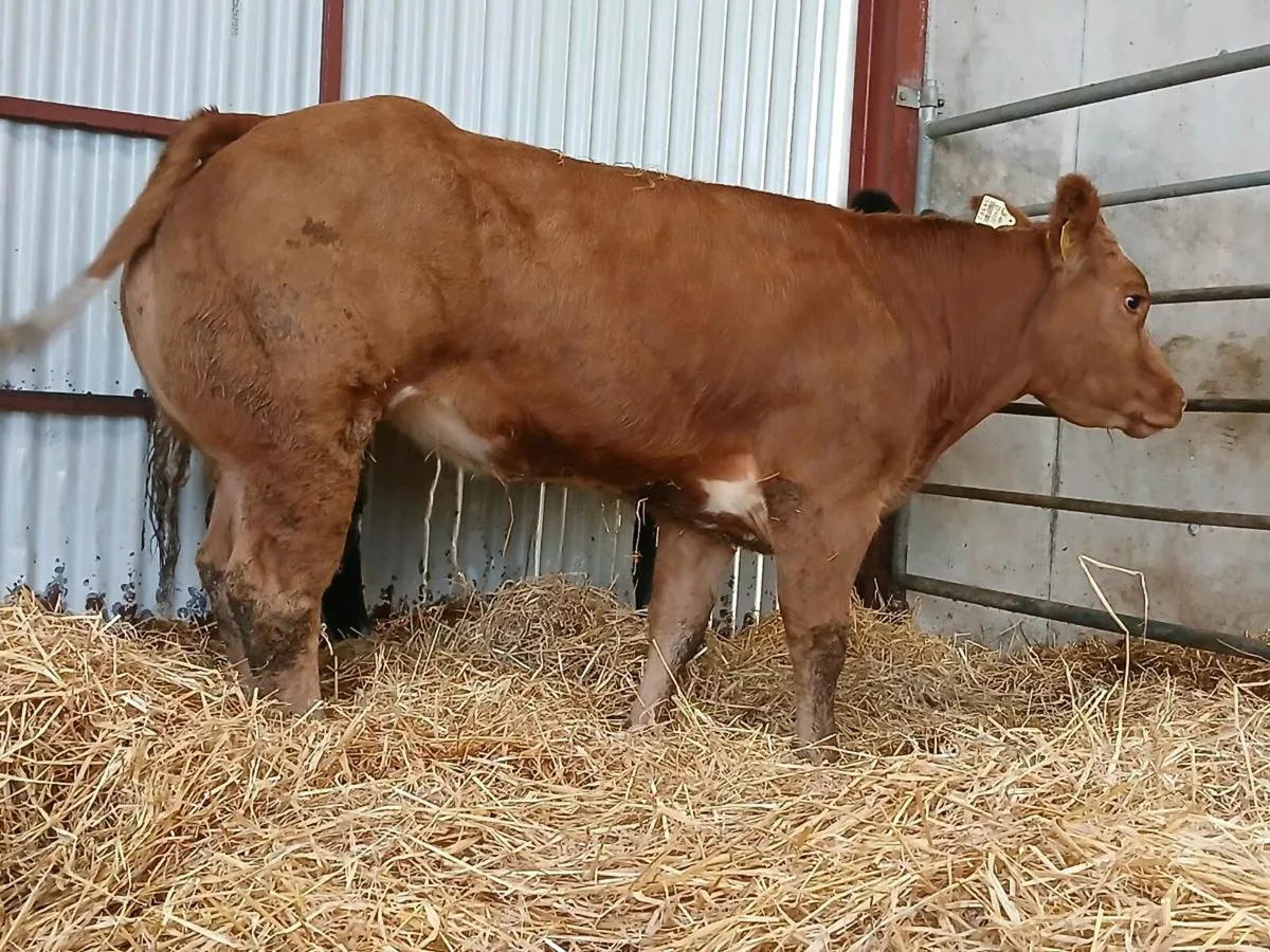 🌟 2 Outstanding Blue Heifers 🌟 - Image 4