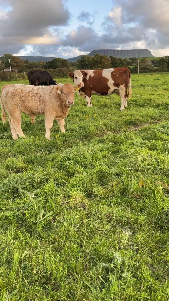 Cow and calf - Image 1