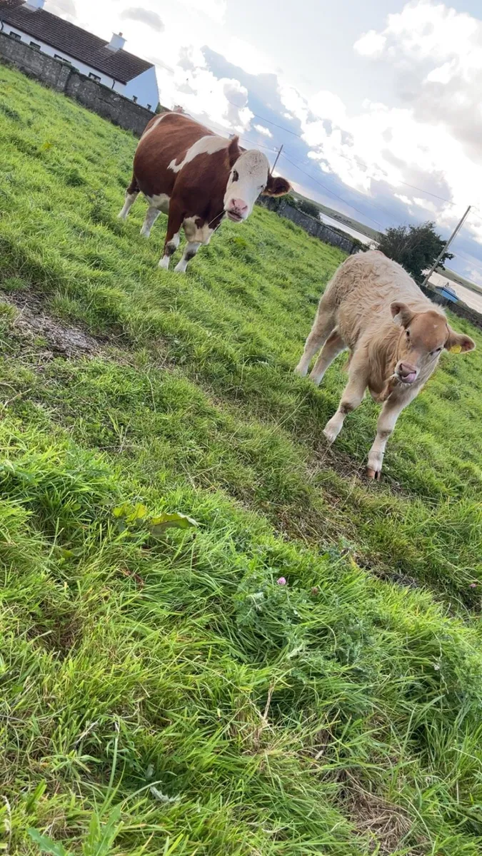 Cow and calf - Image 2