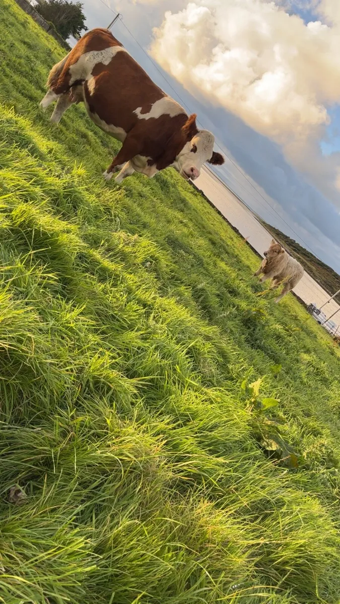 Cow and calf - Image 3