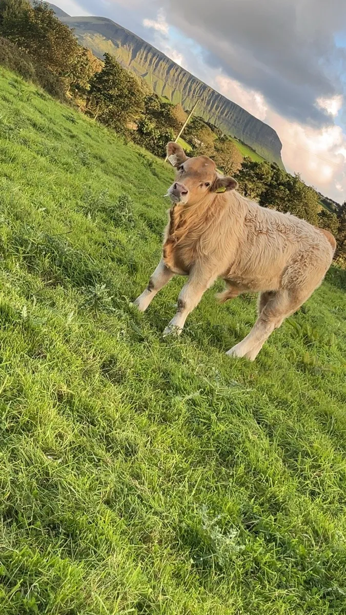 Cow and calf - Image 4