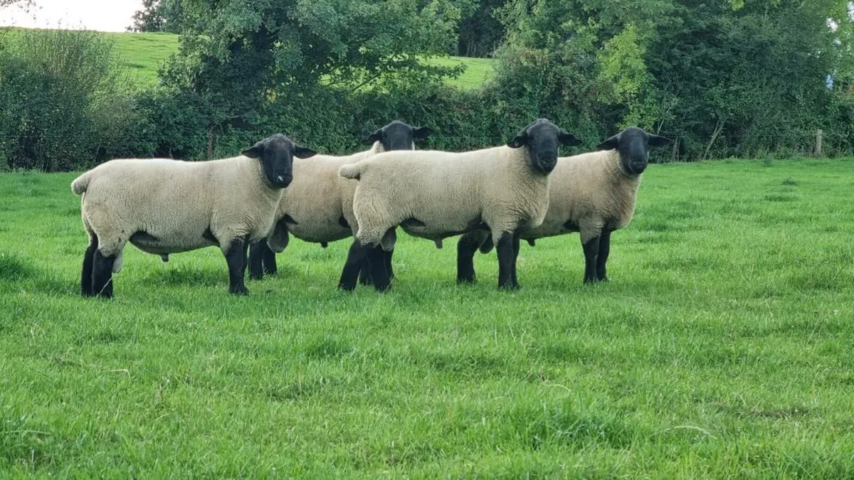 Sheep - Image 1